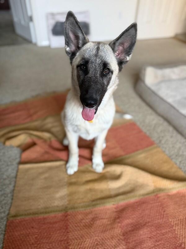 Spring, a Adoptable mixed breed in Seattle, WA image 4/6