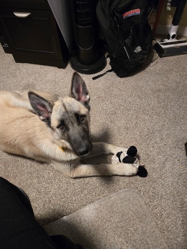 Spring, a Adoptable mixed breed in Seattle, WA image 5/6