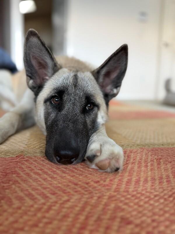 Spring, a Adoptable mixed breed in Seattle, WA image 6/6