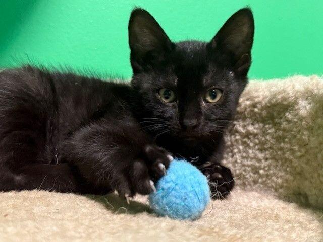 Morticia, Adoptable, Young Female Domestic Short Hair.