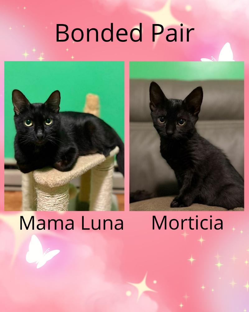 Enlarge Morticia, a Adoptable Domestic Short Hair in Arlington, WA image 3/3