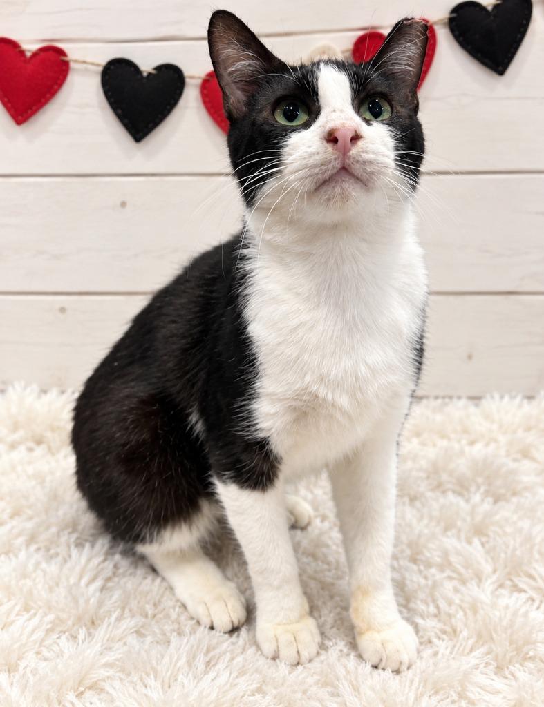 Captain America, Adoptable, Young Male Domestic Short Hair.