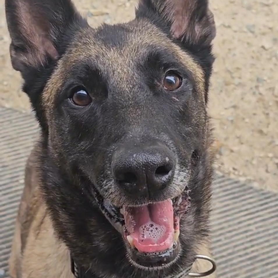 Enlarge Seven, a Adoptable Belgian Shepherd / Malinois in Boston, MA image 2/4
