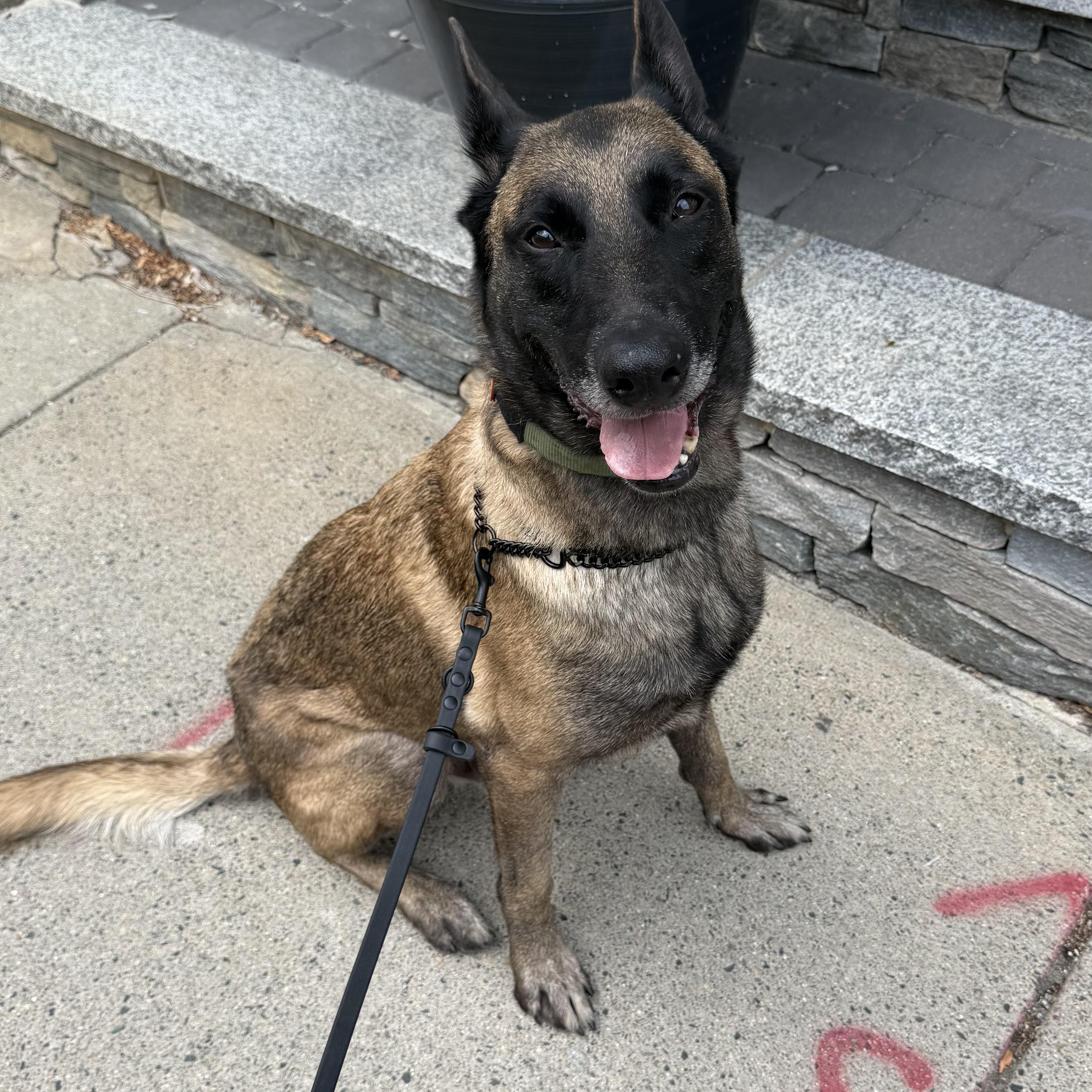 Enlarge Seven, a Adoptable Belgian Shepherd / Malinois in Boston, MA image 3/4