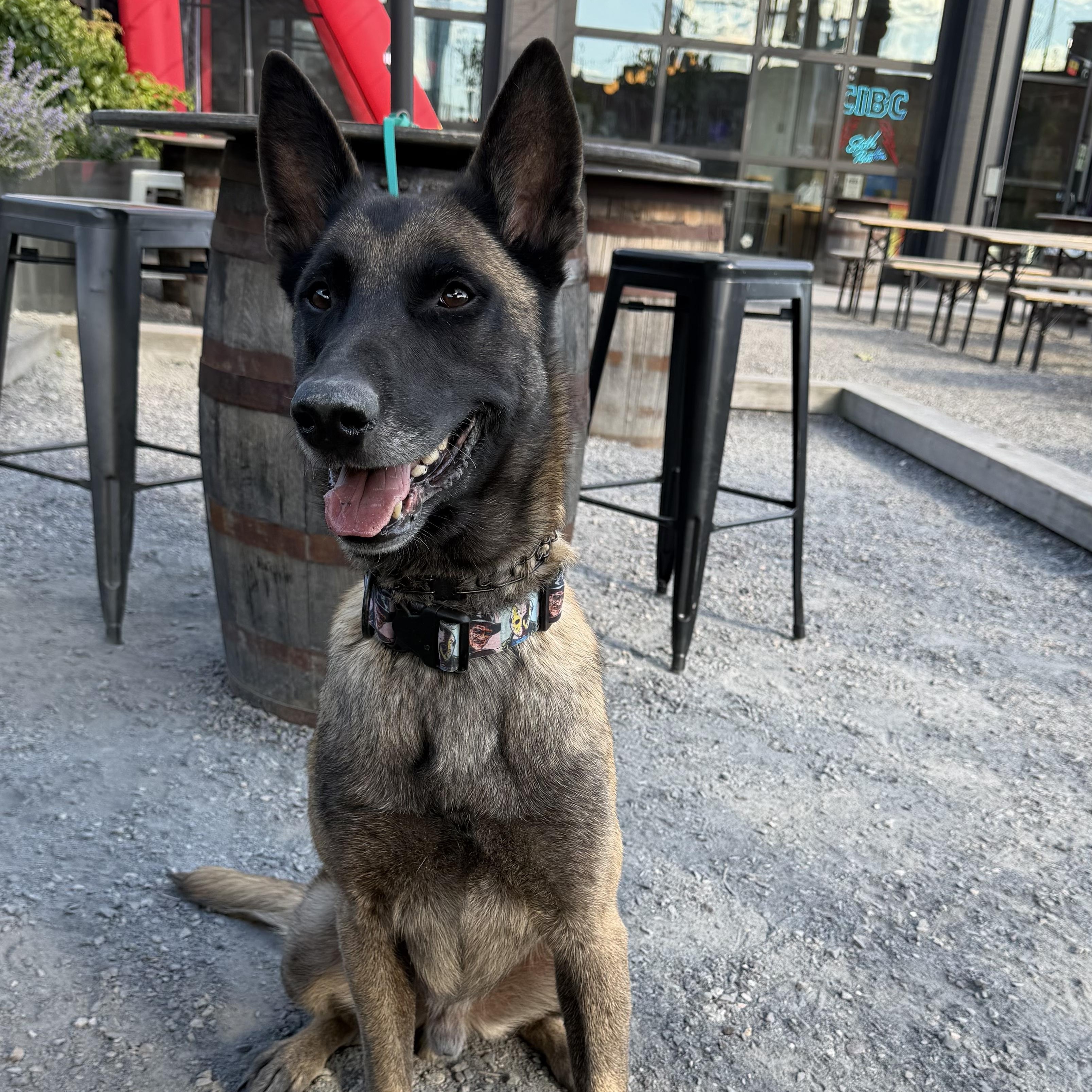 Enlarge Seven, a Adoptable Belgian Shepherd / Malinois in Boston, MA image 4/4