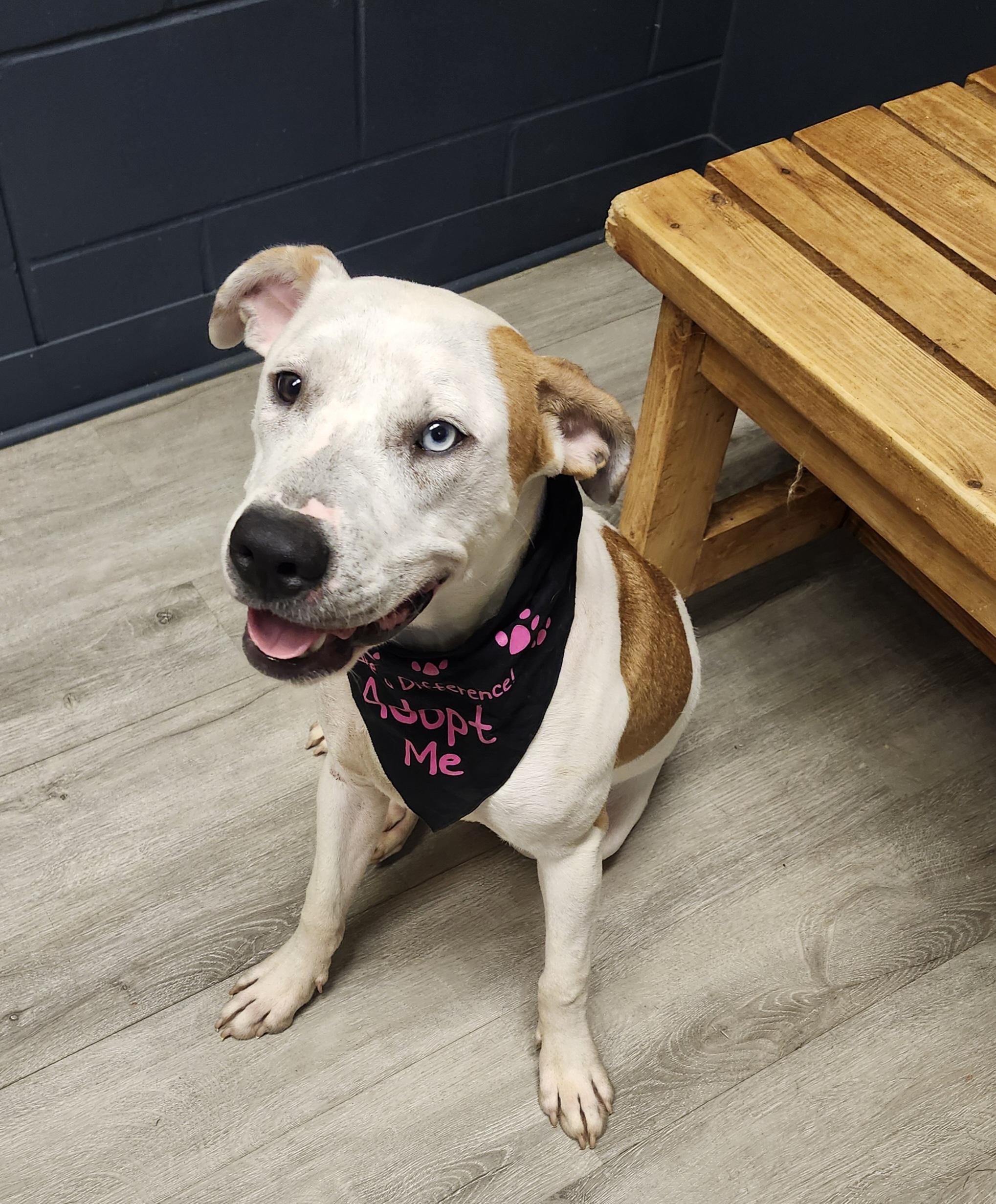 Nakiri, Adoptable, Young Male Hound.