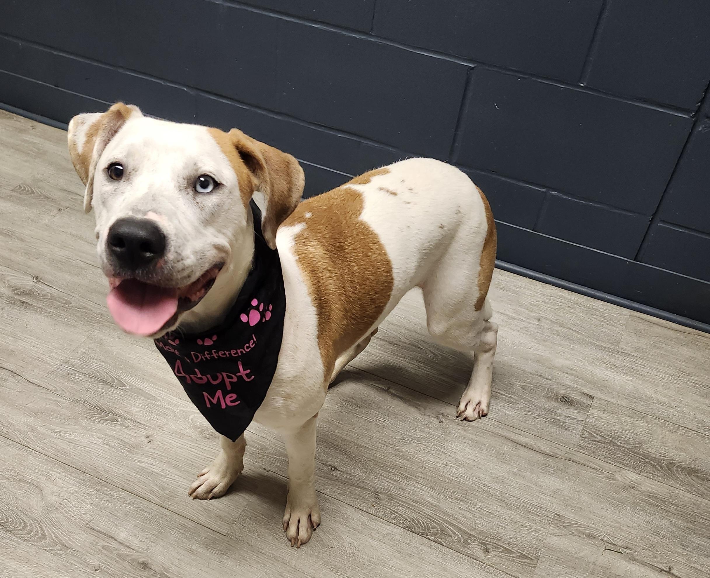 Enlarge Nakiri, a Adoptable mixed breed in Mansfield, OH image 2/4