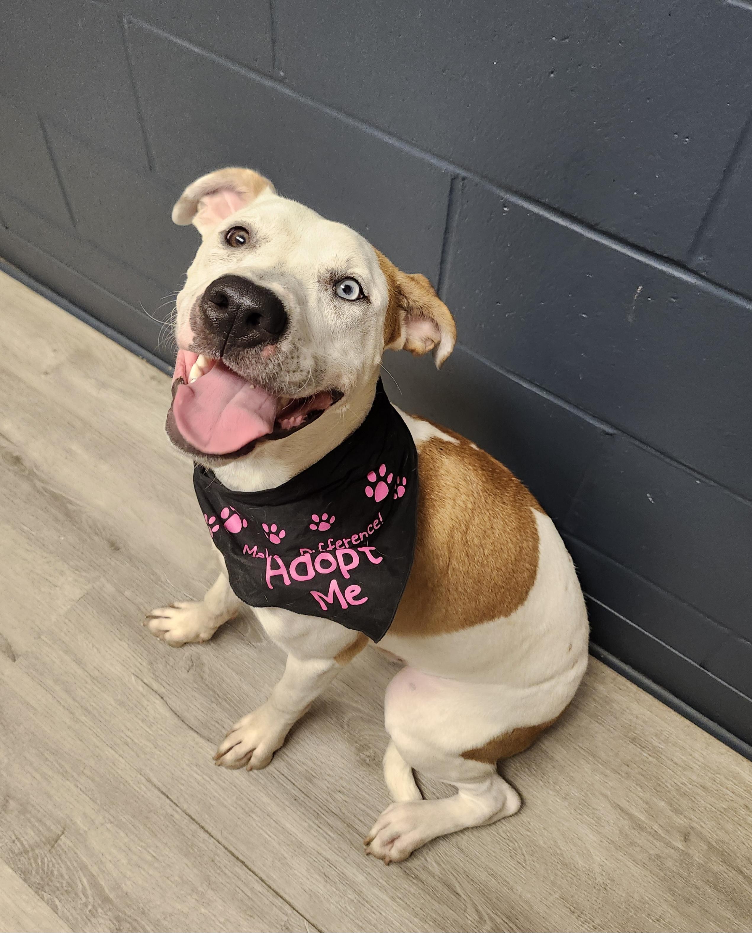 Enlarge Nakiri, a Adoptable mixed breed in Mansfield, OH image 3/4