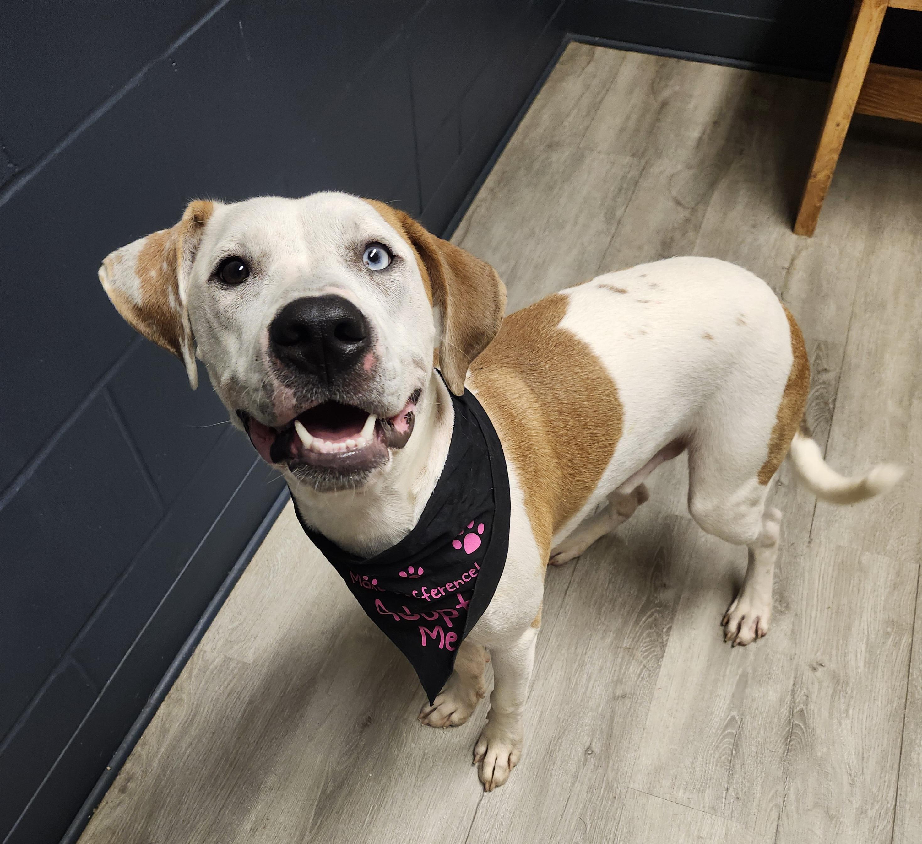 Enlarge Nakiri, a Adoptable mixed breed in Mansfield, OH image 4/4