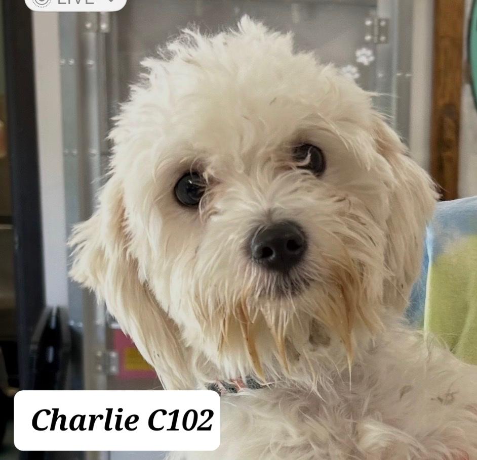 Enlarge Charlie, a Adopted Maltese in Morganton, NC image 1/1