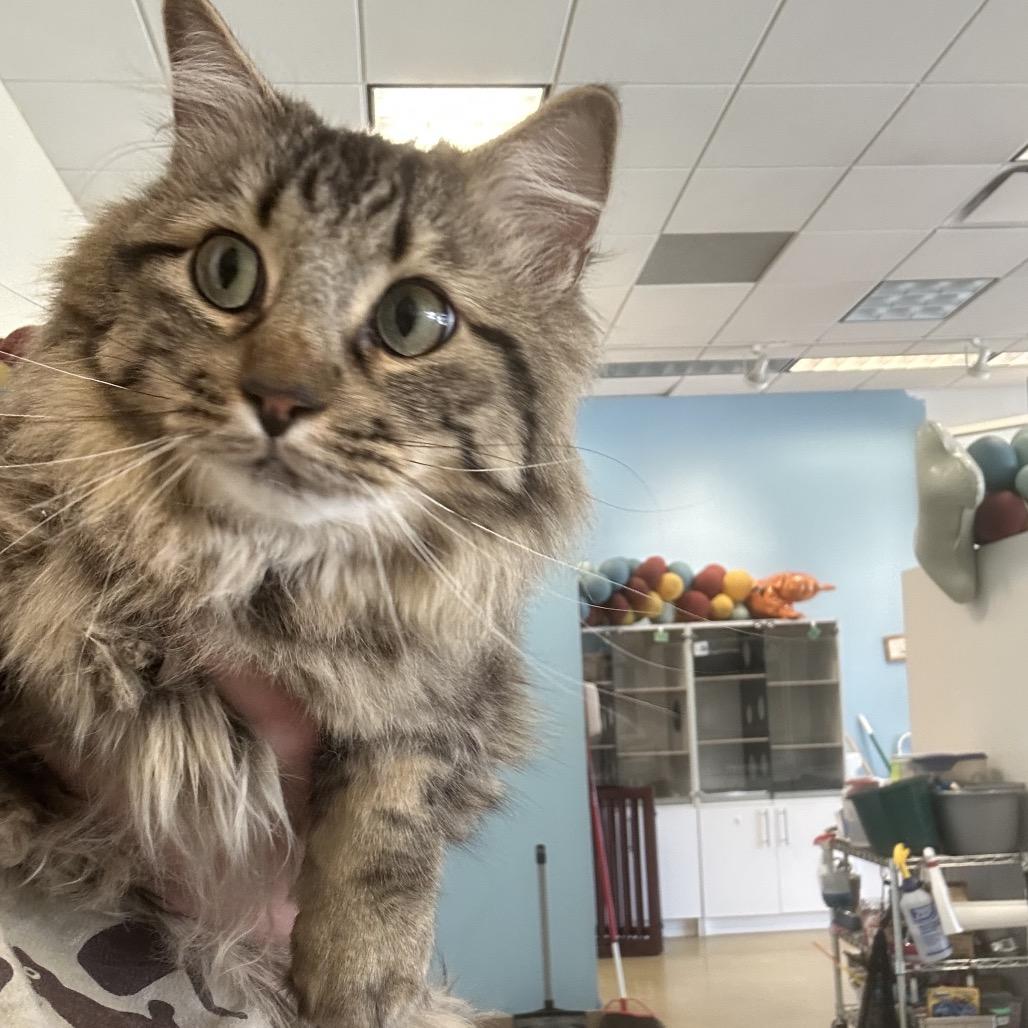 Enlarge Comb Jelly, a Adoptable Domestic Medium Hair in Park City, UT image 1/3