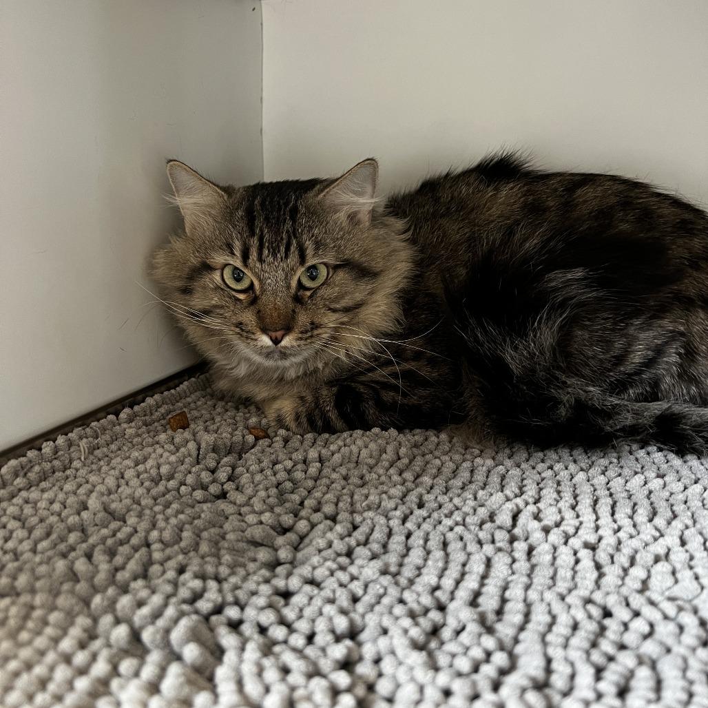 Enlarge Comb Jelly, a Adoptable Domestic Medium Hair in Park City, UT image 2/3