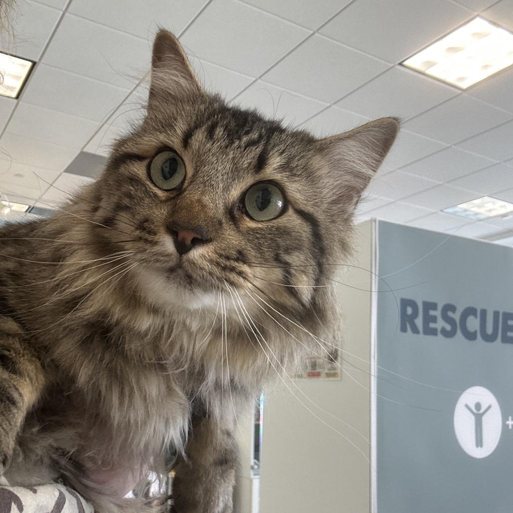 Enlarge Comb Jelly, a Adoptable Domestic Medium Hair in Park City, UT image 3/3