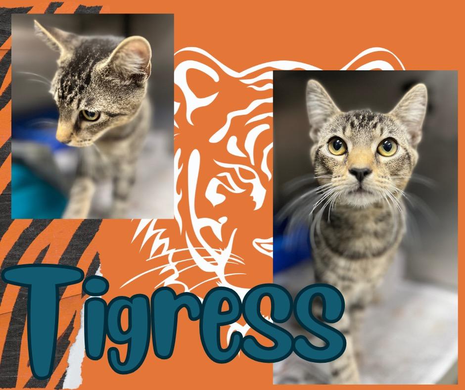 Enlarge Tigress, a Adoptable mixed breed in Hopkinsville, KY image 1/3