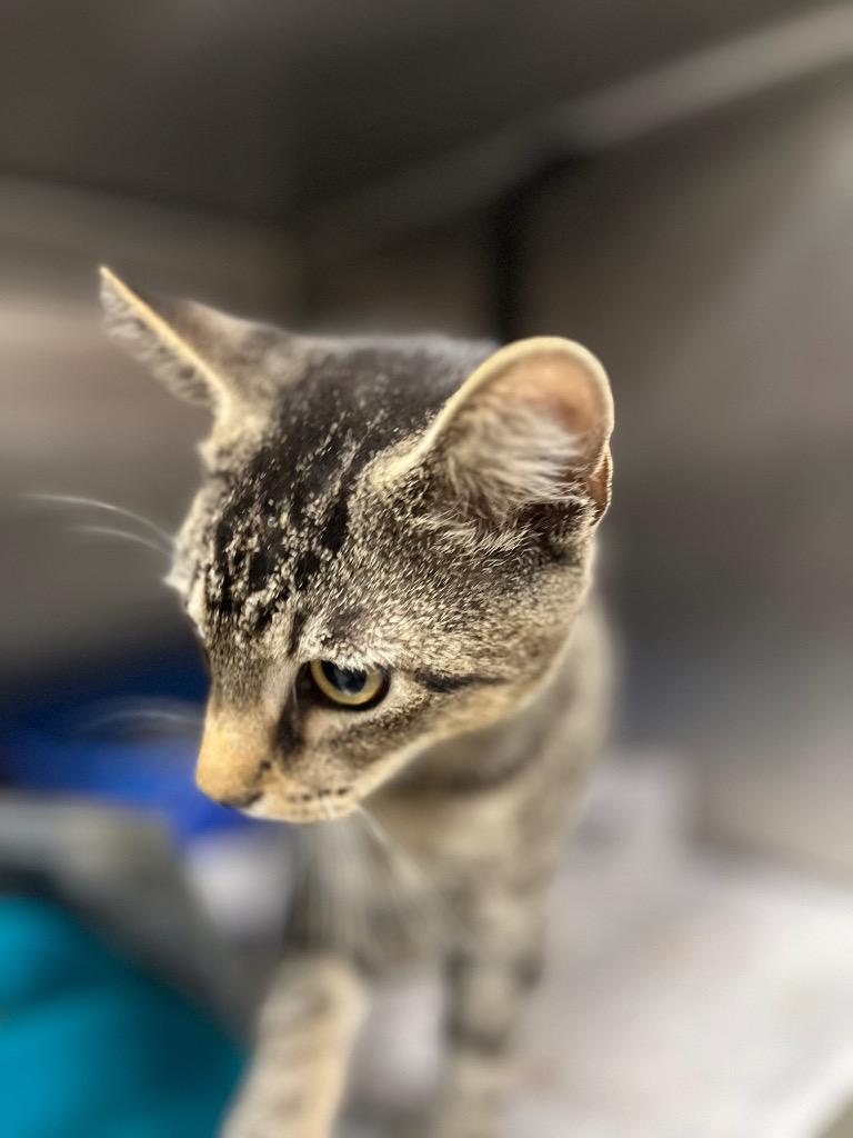 Enlarge Tigress, a Adoptable mixed breed in Hopkinsville, KY image 2/3