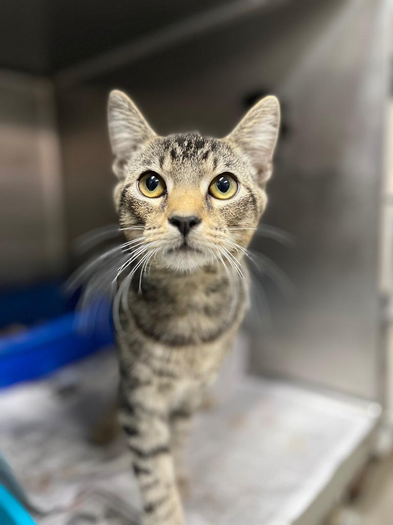 Enlarge Tigress, a Adoptable mixed breed in Hopkinsville, KY image 3/3