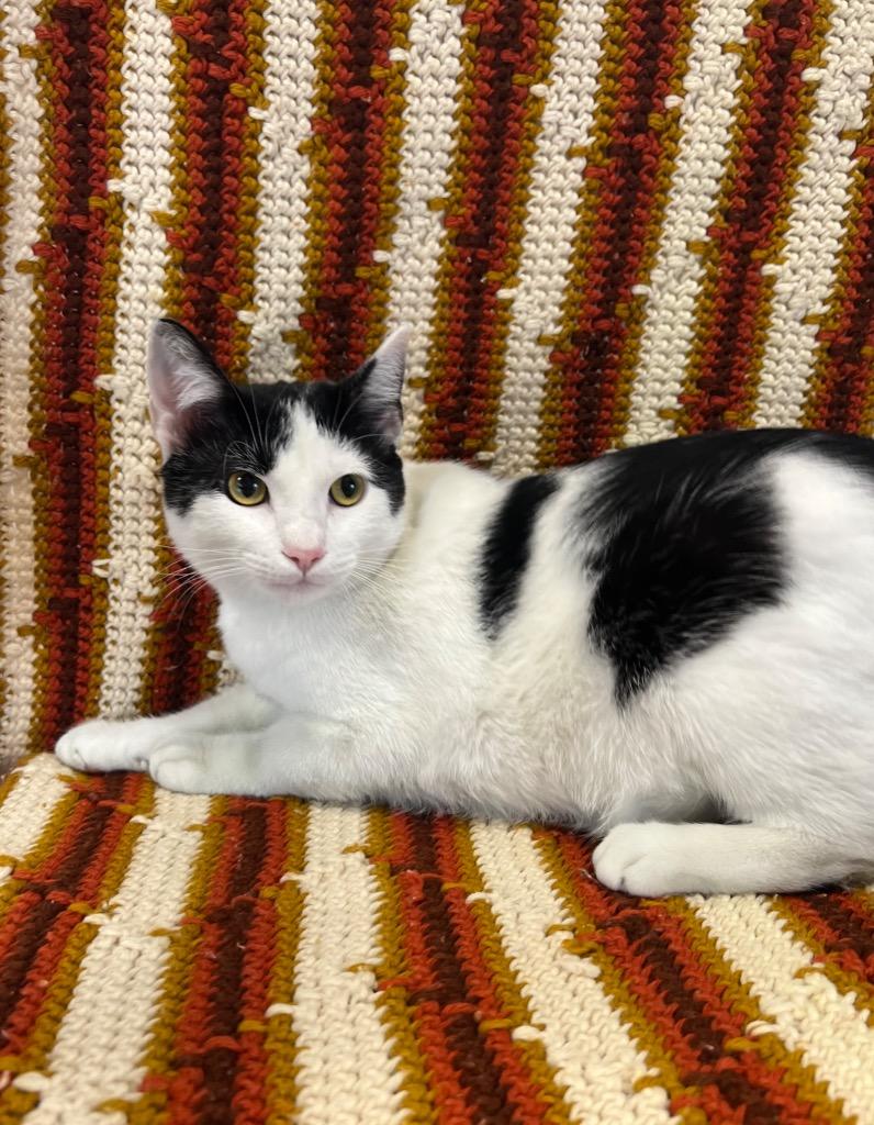 Beth, Adoptable, Young Female Domestic Short Hair.