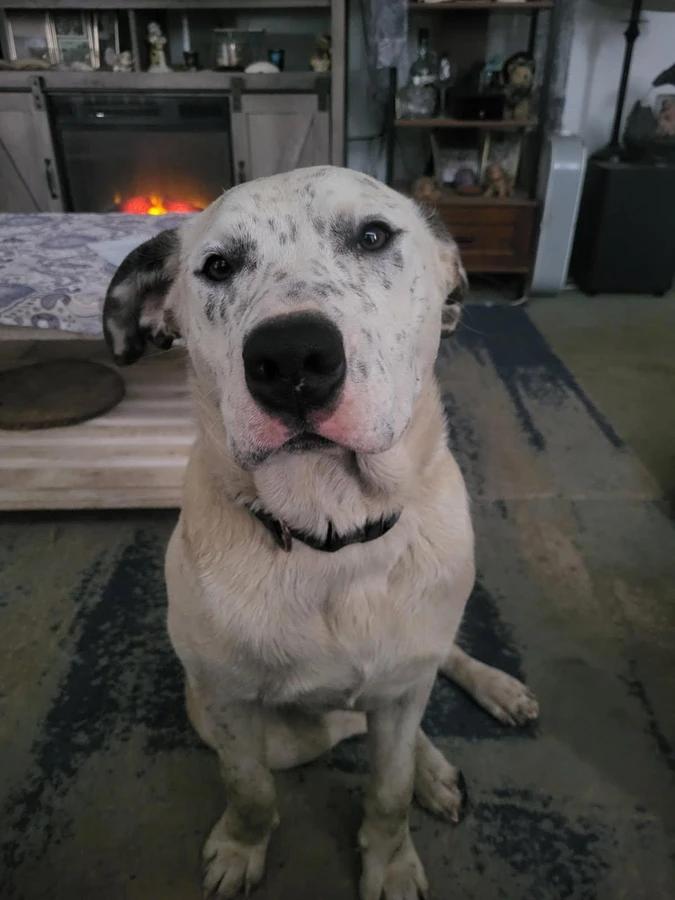 Aurora, Adopted, Young Female Catahoula Leopard Dog.