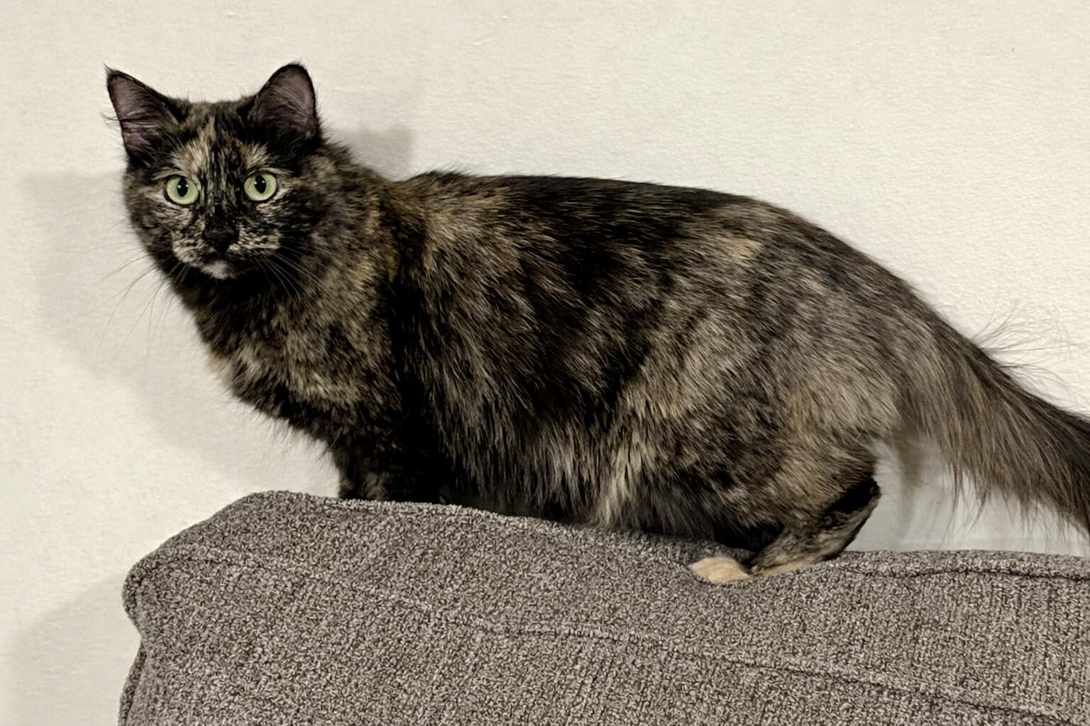 Enlarge Messi, a ADOPTABLE Tortoiseshell in Bethel, CT image 4/6