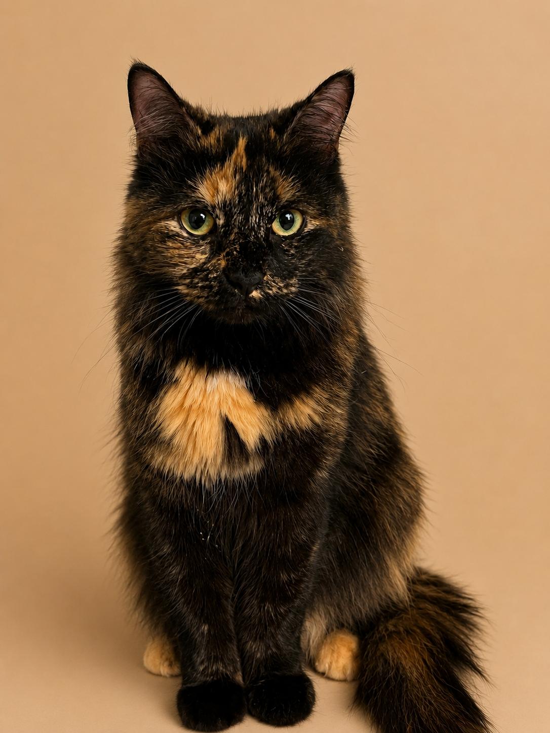 Enlarge Messi, a ADOPTABLE Tortoiseshell in Bethel, CT image 2/6