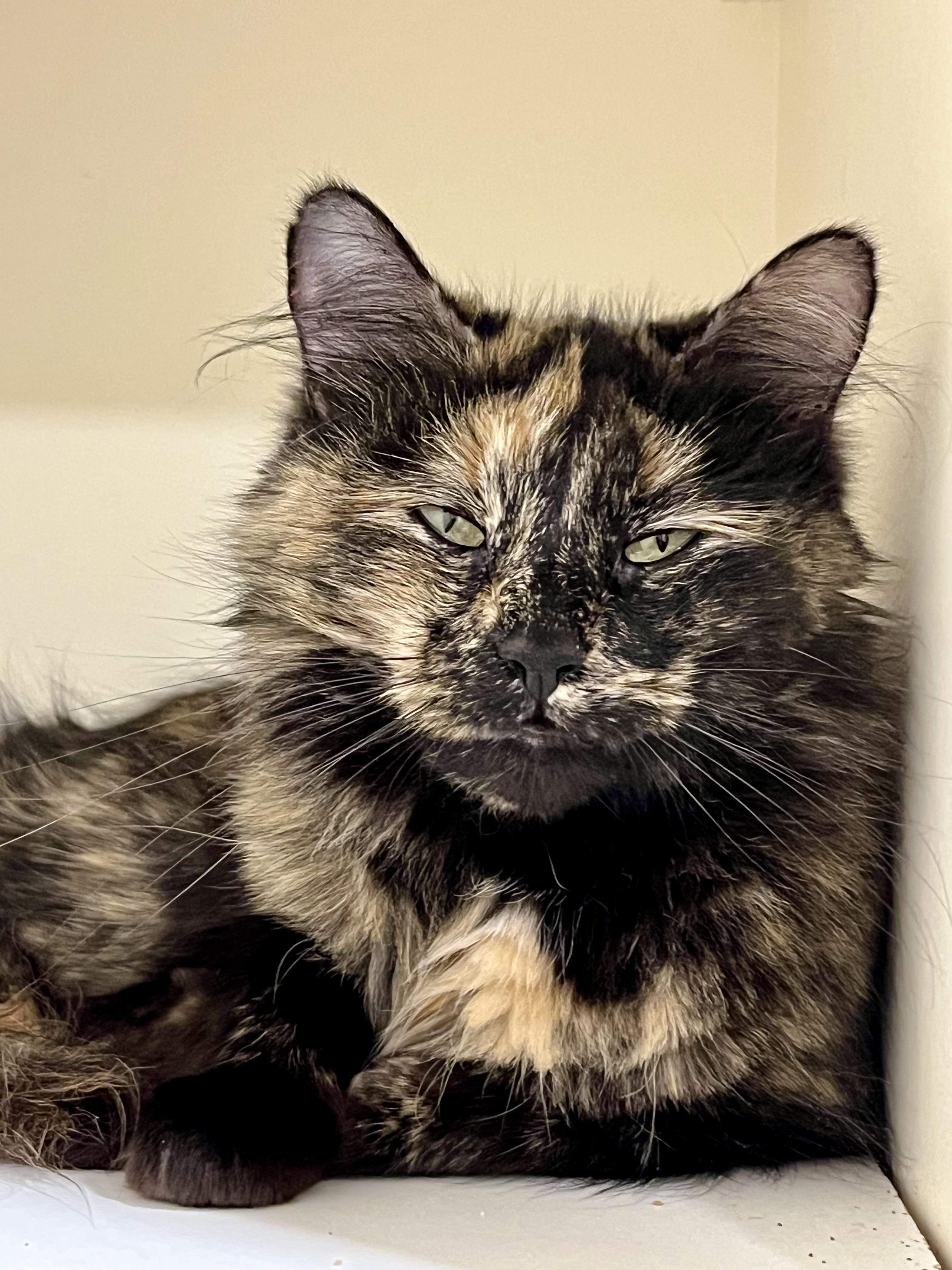 Enlarge Messi, a ADOPTABLE Tortoiseshell in Bethel, CT image 6/6