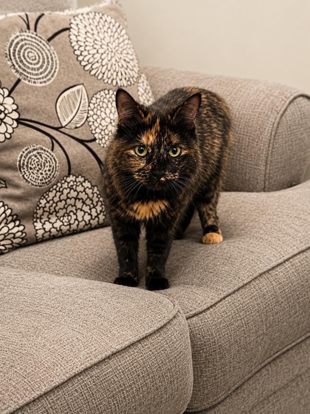 Enlarge Messi, a ADOPTABLE Tortoiseshell in Bethel, CT image 3/6