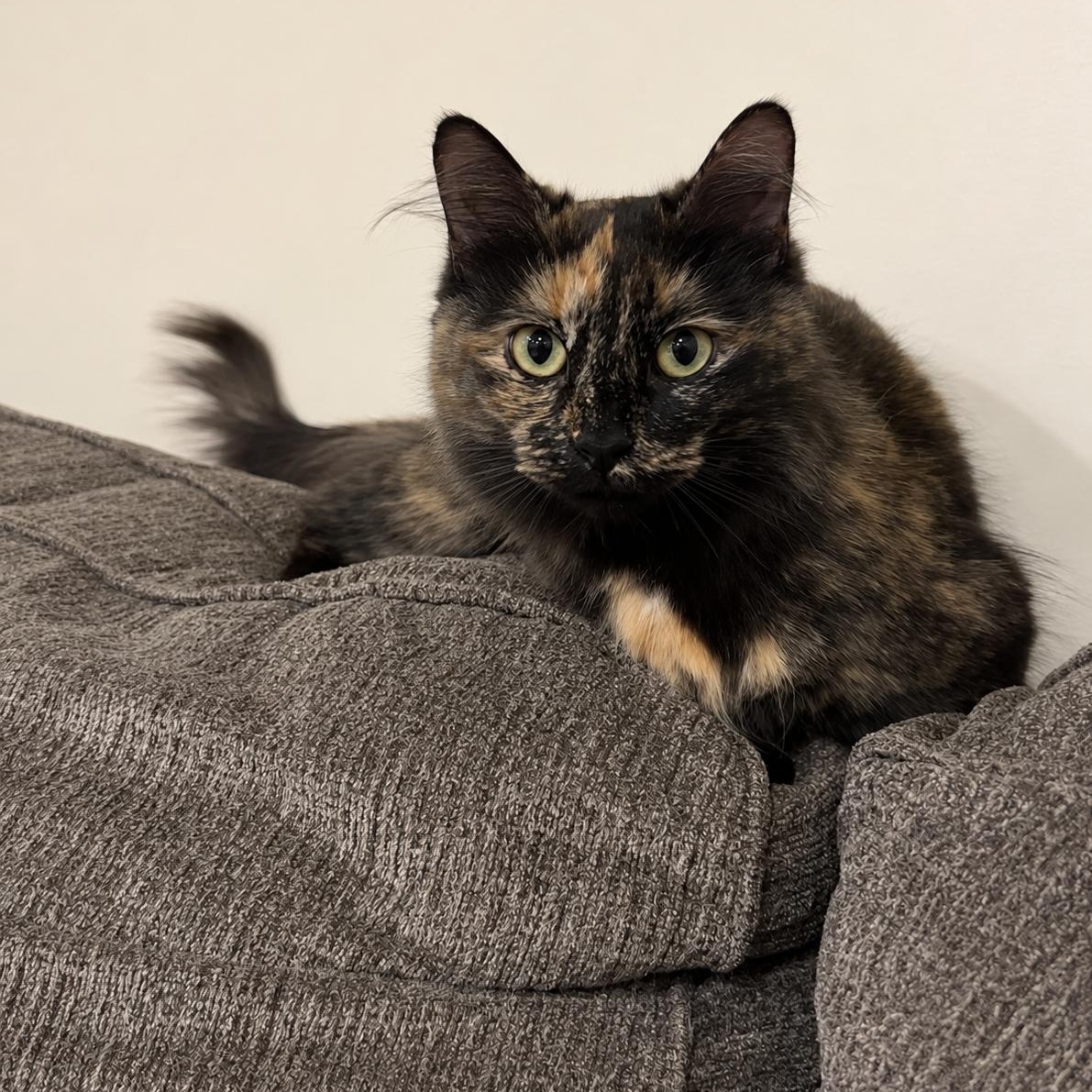 Messi, ADOPTABLE, Young Female Tortoiseshell.