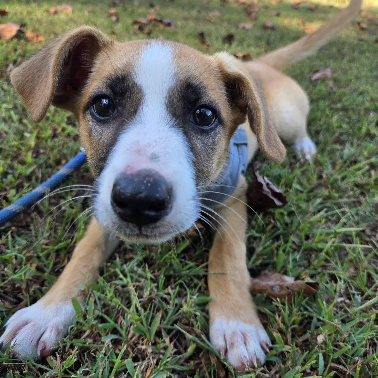 Enlarge Willow, a Adoptable Mixed Breed in Hopkinton, MA image 3/5