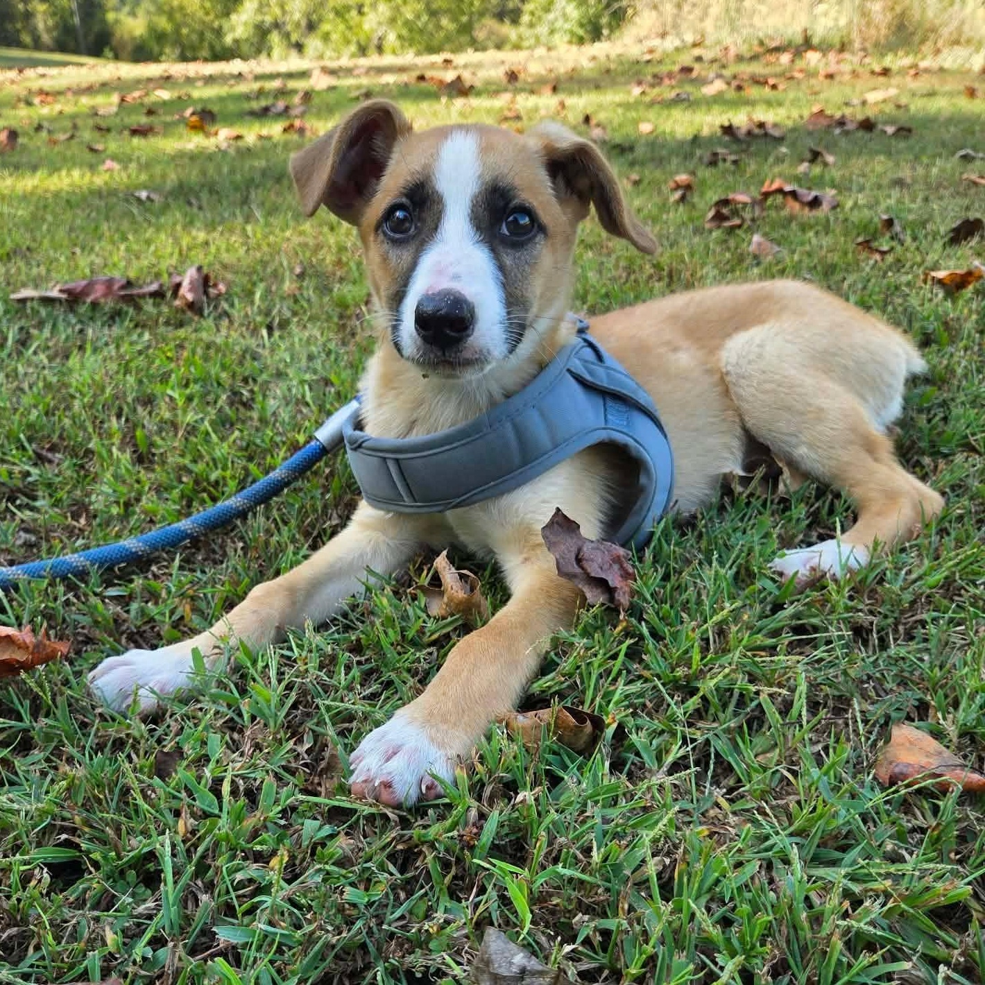 Willow, Adoptable, Puppy Female Mixed Breed.
