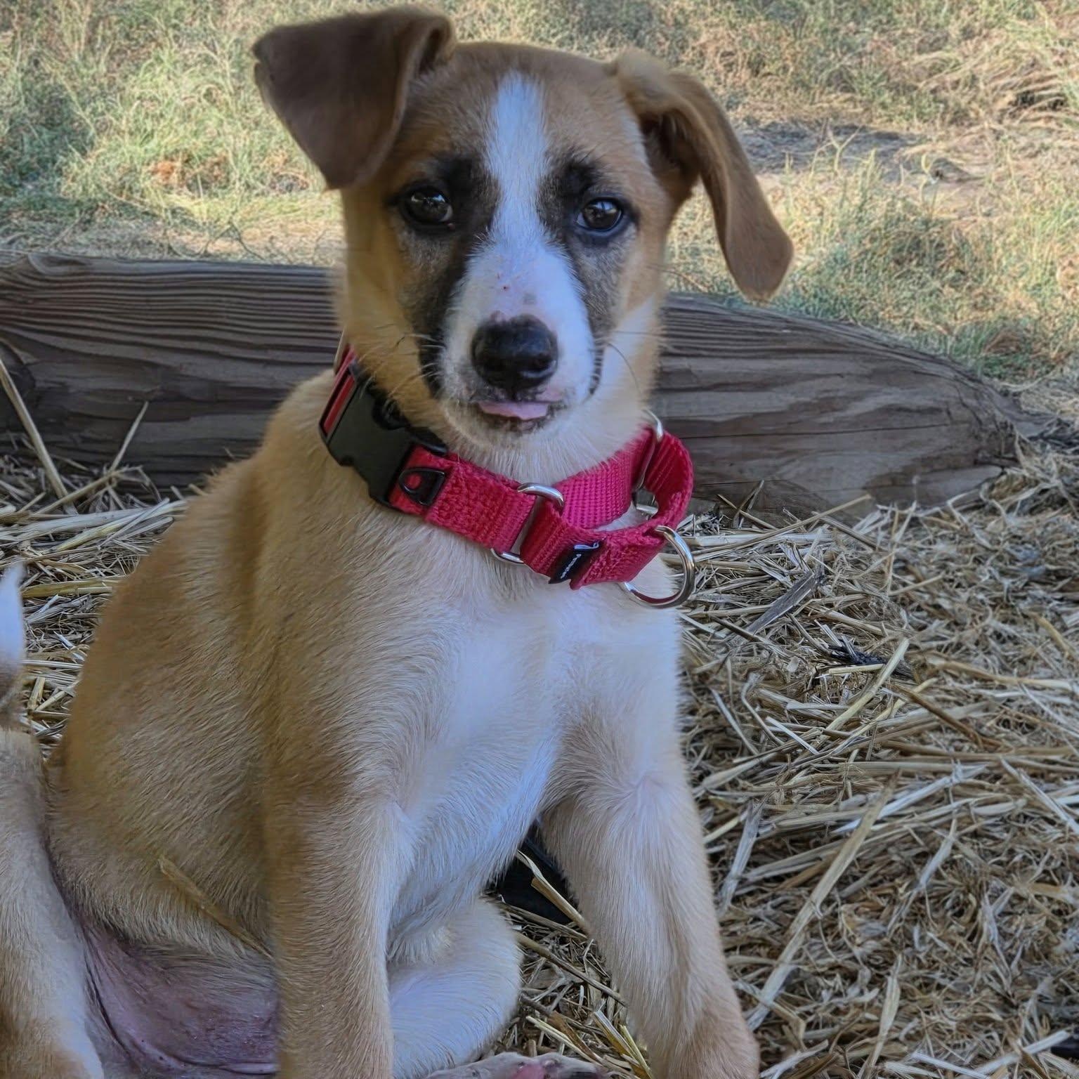 Enlarge Willow, a Adoptable Mixed Breed in Hopkinton, MA image 2/5