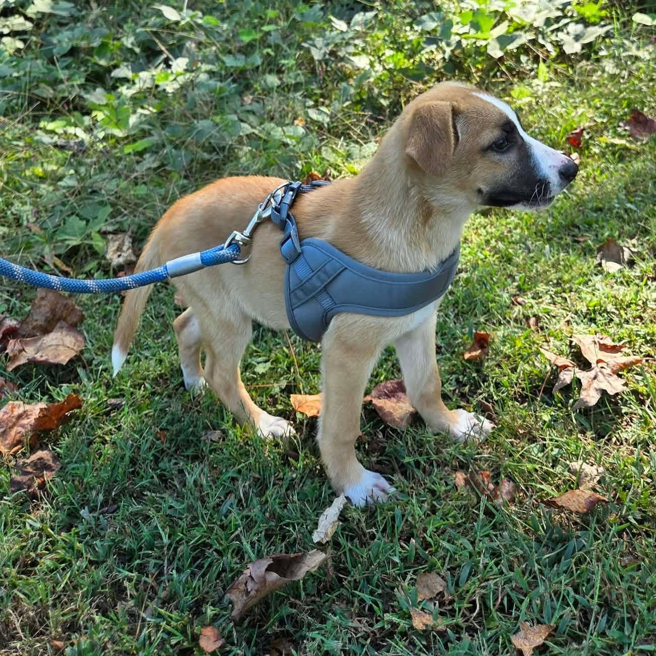 Enlarge Willow, a Adoptable Mixed Breed in Hopkinton, MA image 4/5