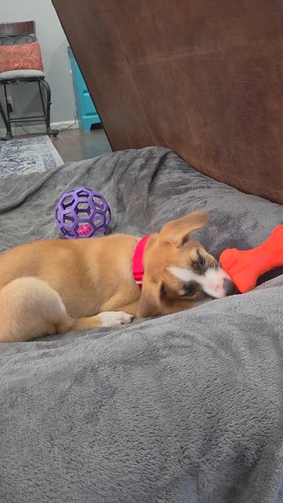 Enlarge Willow, a Adoptable Mixed Breed in Hopkinton, MA video 5/5