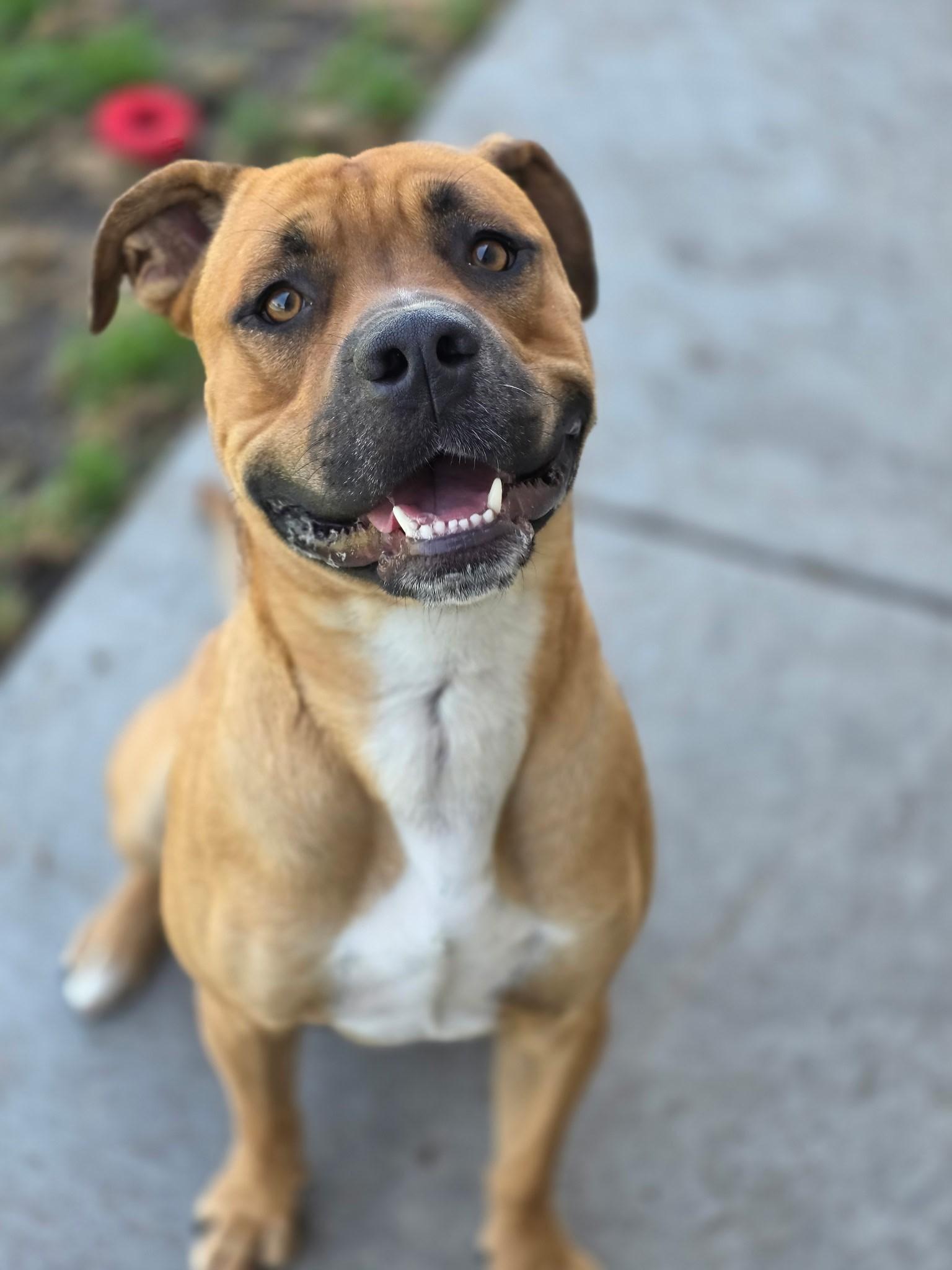 Porkchop, Adoptable, Adult Male Pit Bull Terrier & Bullmastiff.