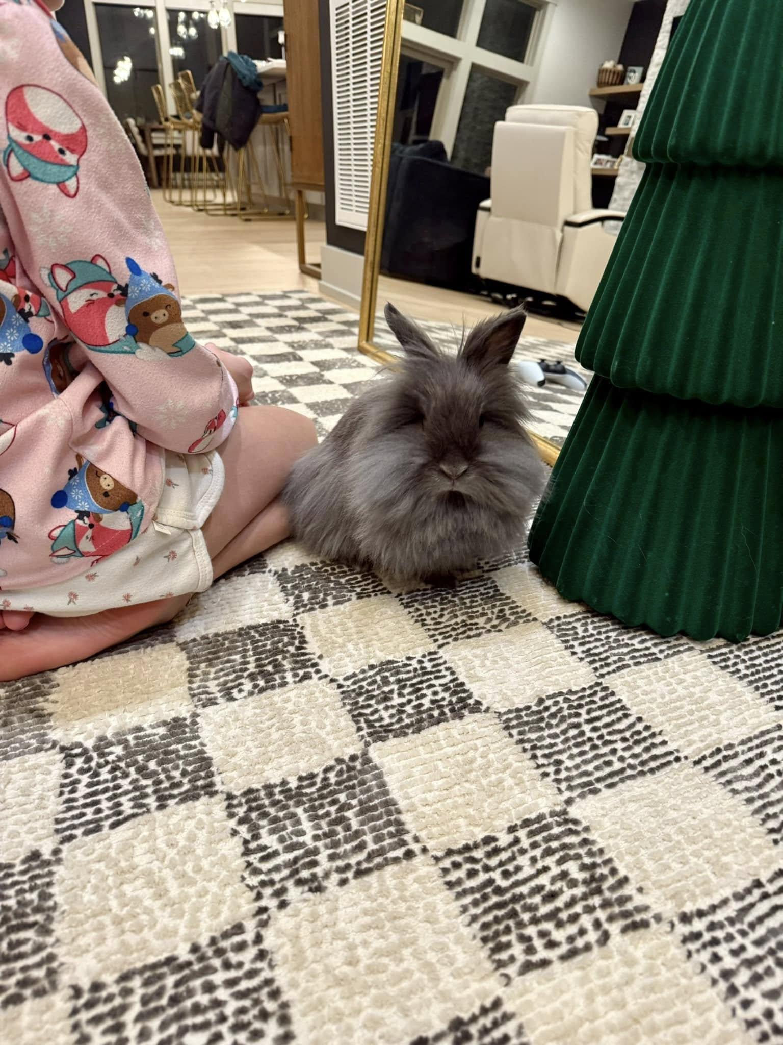 Enlarge Waffles and Maple - a bonded pair of sweet ladies, a Adopted Lionhead in Asheville, NC image 3/6