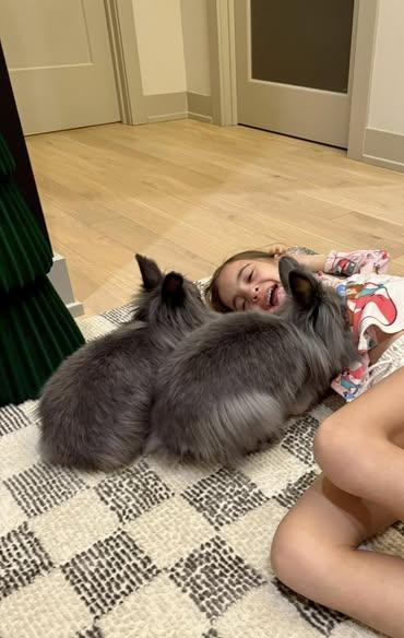 Enlarge Waffles and Maple - a bonded pair of sweet ladies, a Adopted Lionhead in Asheville, NC image 2/6