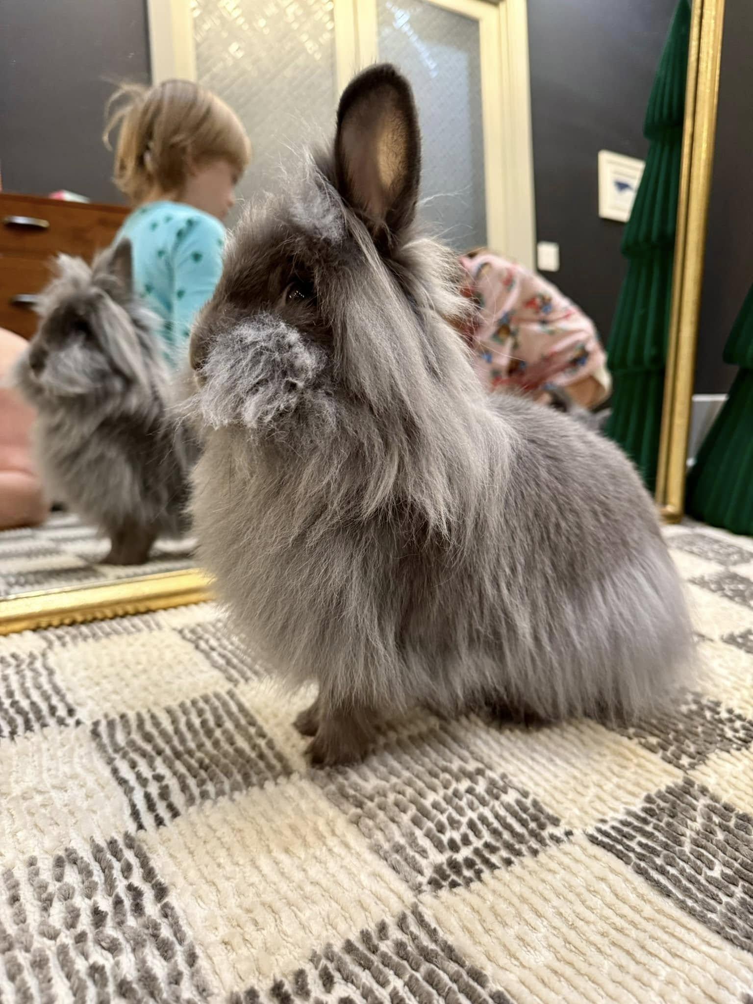 Enlarge Waffles and Maple - a bonded pair of sweet ladies, a Adopted Lionhead in Asheville, NC image 5/6
