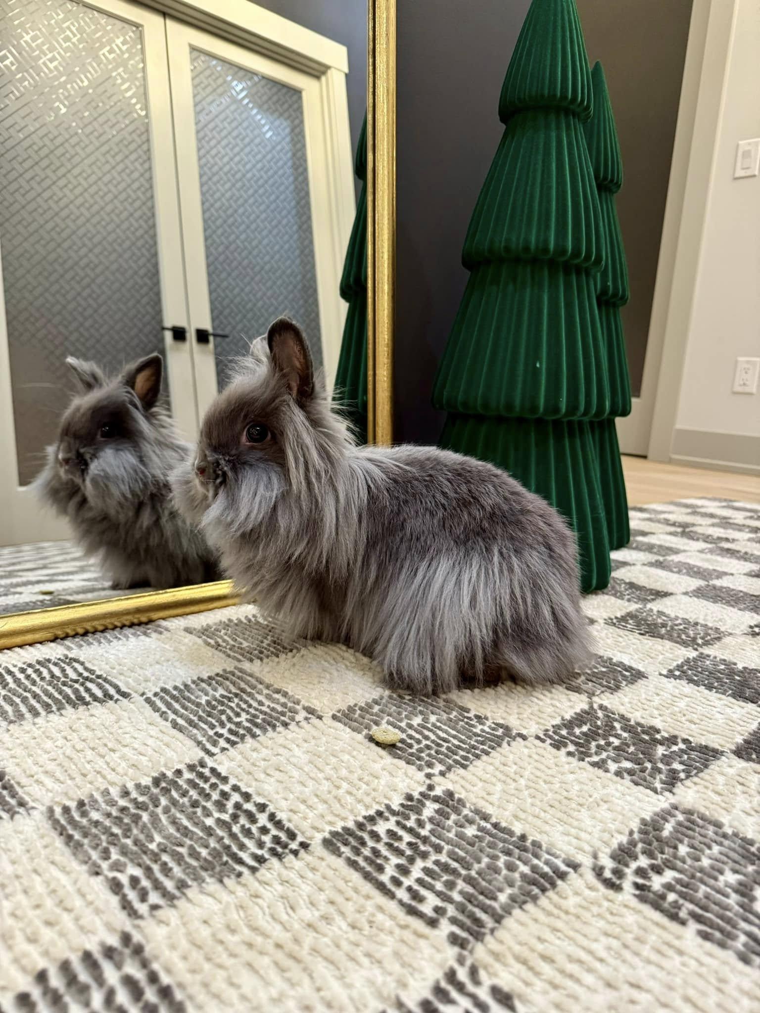 Enlarge Waffles and Maple - a bonded pair of sweet ladies, a Adopted Lionhead in Asheville, NC image 4/6
