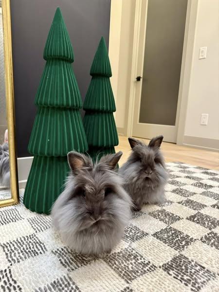 Waffles and Maple - a bonded pair of sweet ladies, Adopted, Young Female Lionhead.