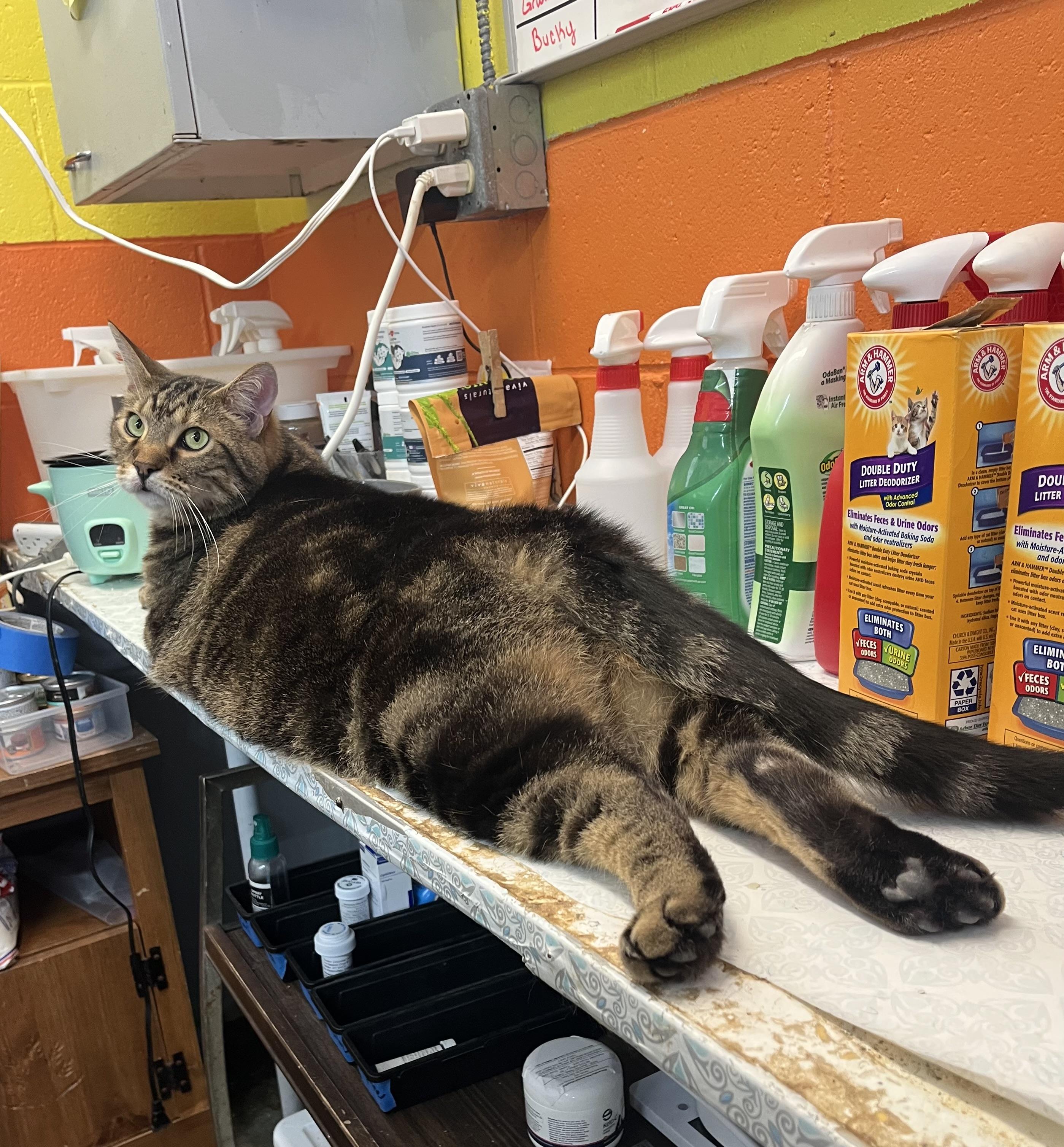 Java + Swift (bonded), ADOPTABLE, Adult Male Domestic Short Hair.