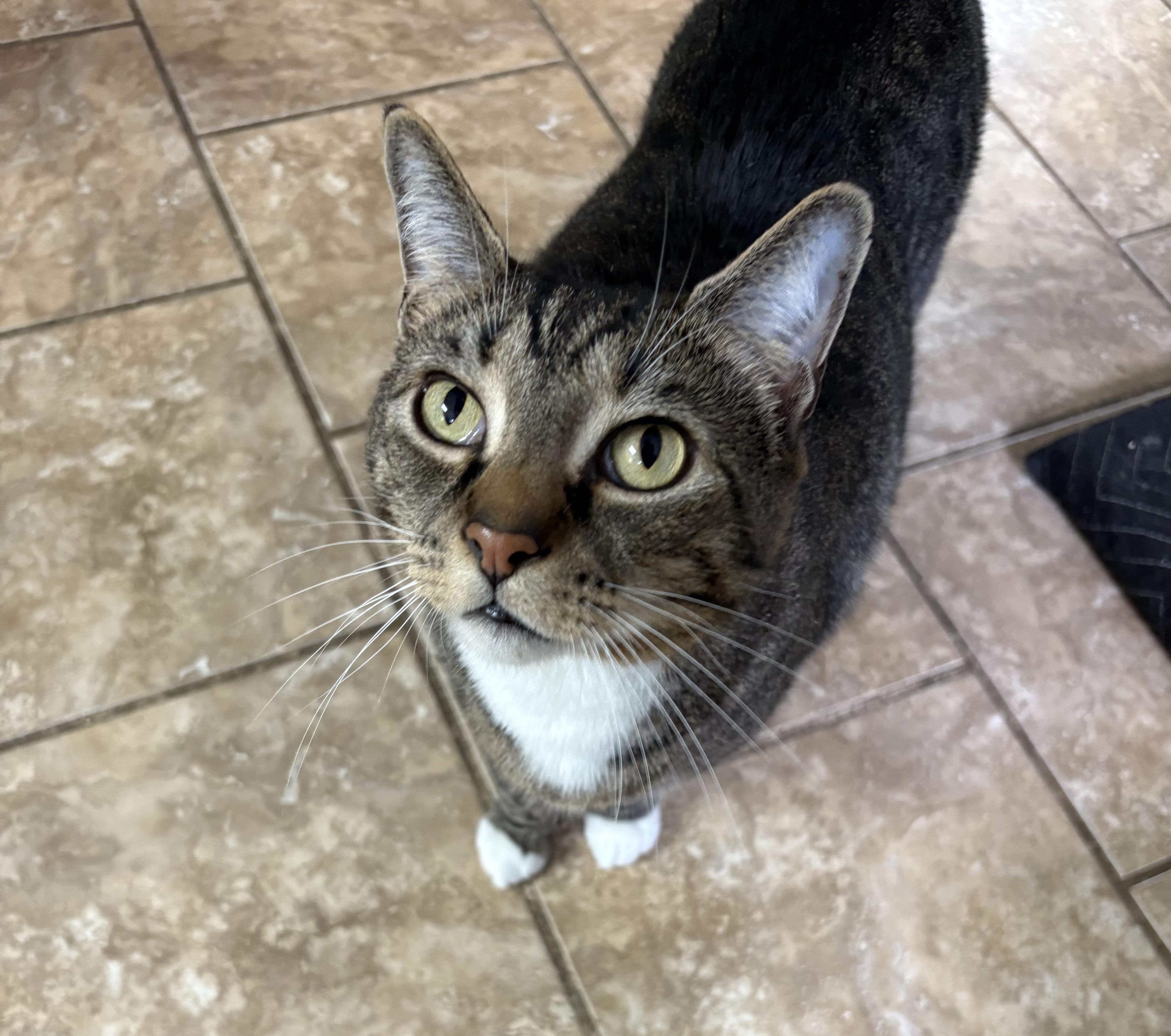 Java + Swift (bonded), a ADOPTABLE Domestic Short Hair in Wilder, KY image 2/3