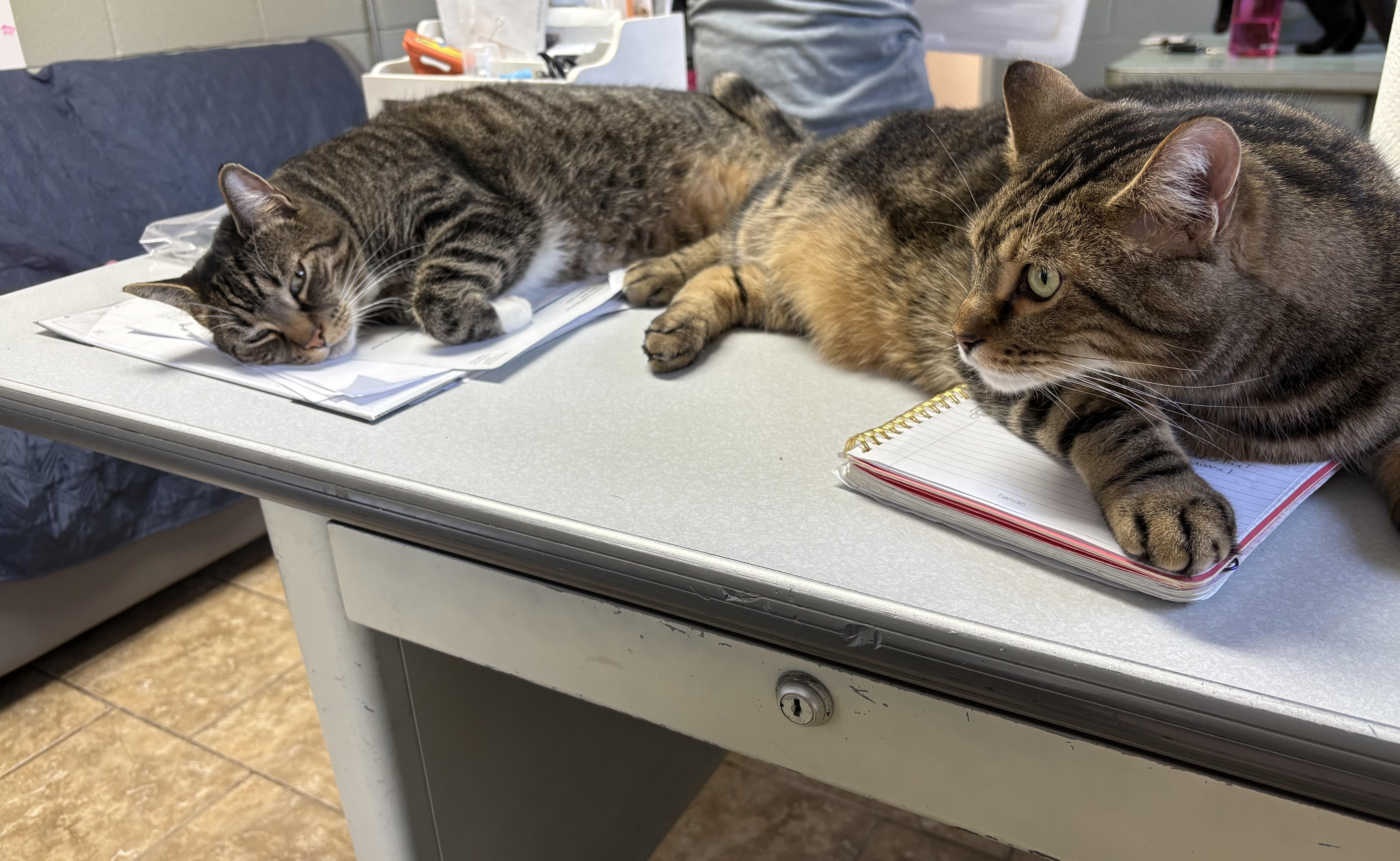 Java + Swift (bonded), a ADOPTABLE Domestic Short Hair in Wilder, KY image 3/3
