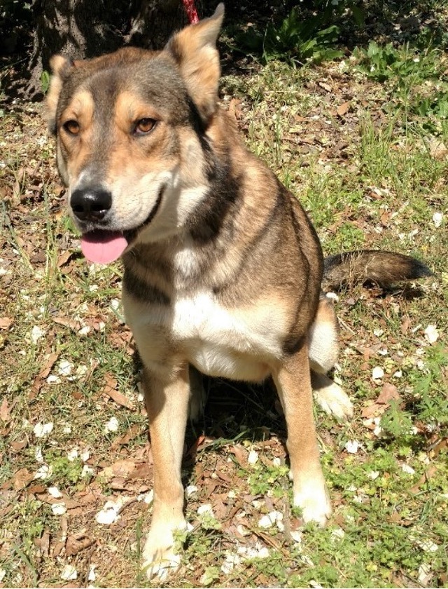 Tank, Adopted, Young Male German Shepherd Dog & Husky.