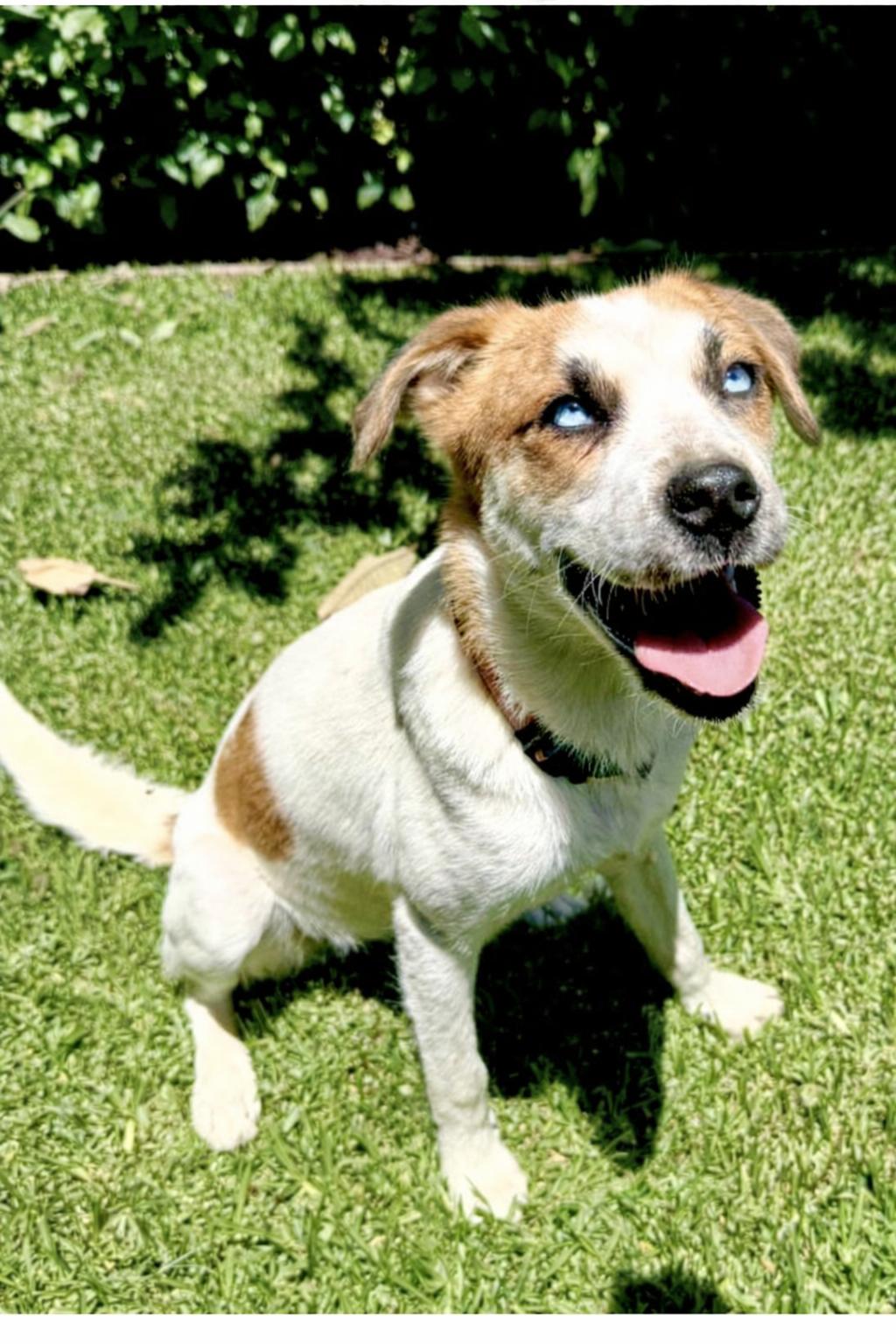 Enlarge Cleo, a Adoptable mixed breed in Orange, CA image 1/1