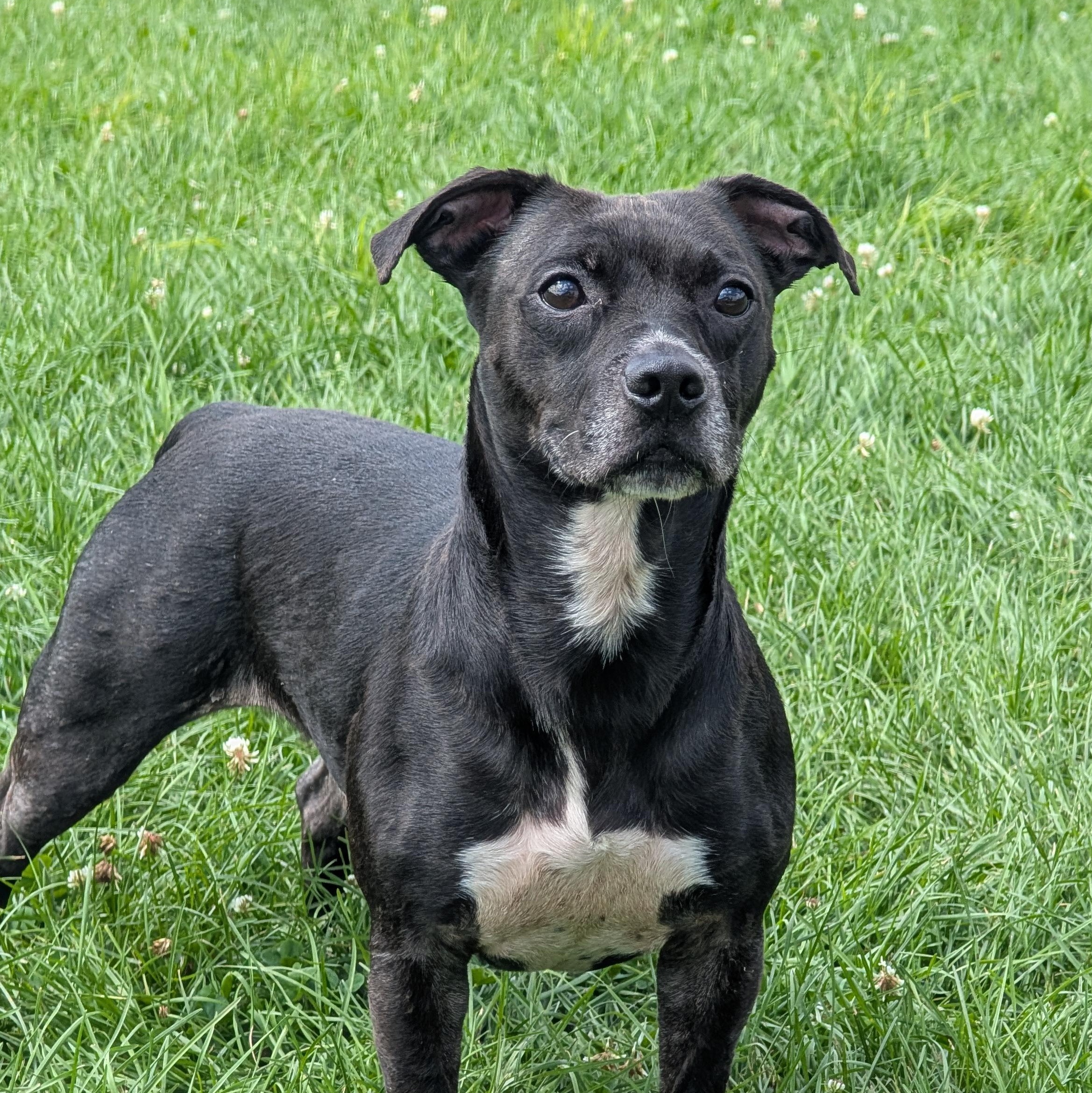 191798 Doogie, ADOPTABLE, Senior Male Labrador Retriever.