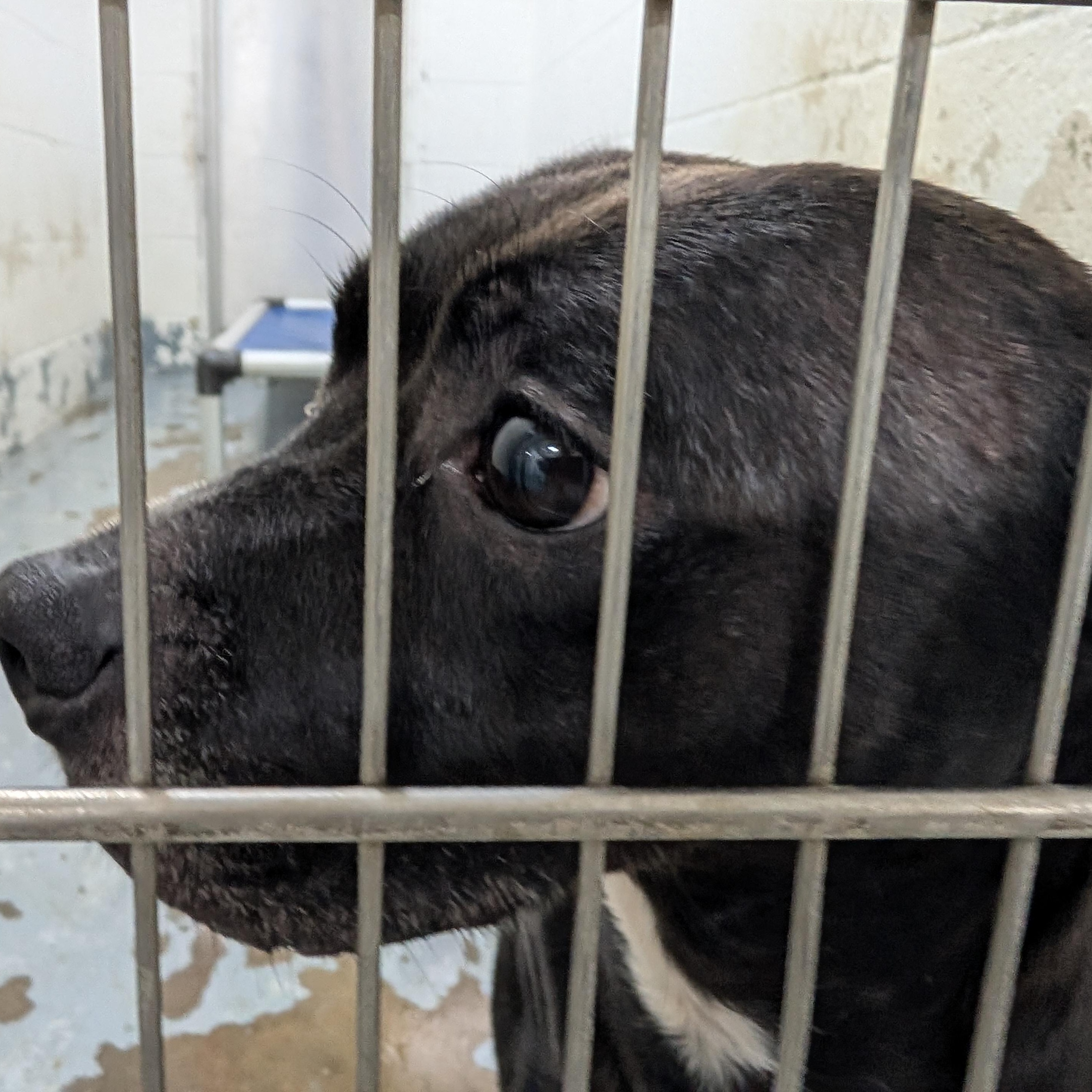 Enlarge 191798 LOOKING FOR OWNER, a ADOPTABLE mixed breed in Ravenna, OH image 2/3