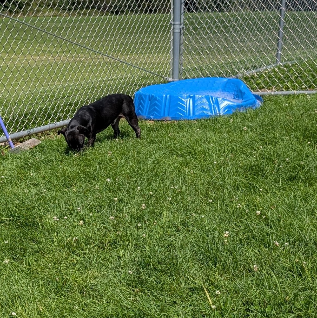 191798 Doogie, a ADOPTABLE mixed breed in Ravenna, OH image 3/5