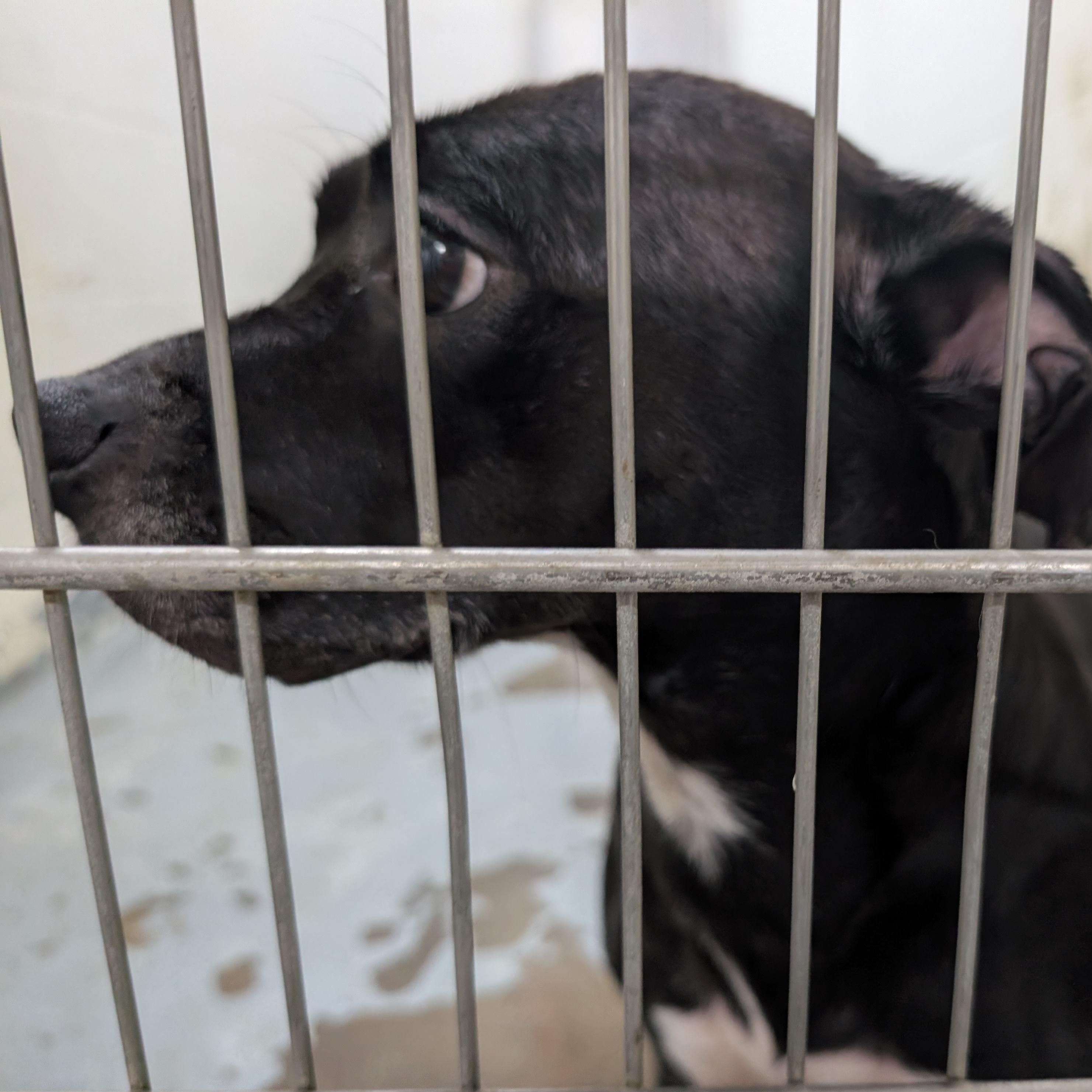 191798 LOOKING FOR OWNER, ADOPTABLE, Senior Male Labrador Retriever.