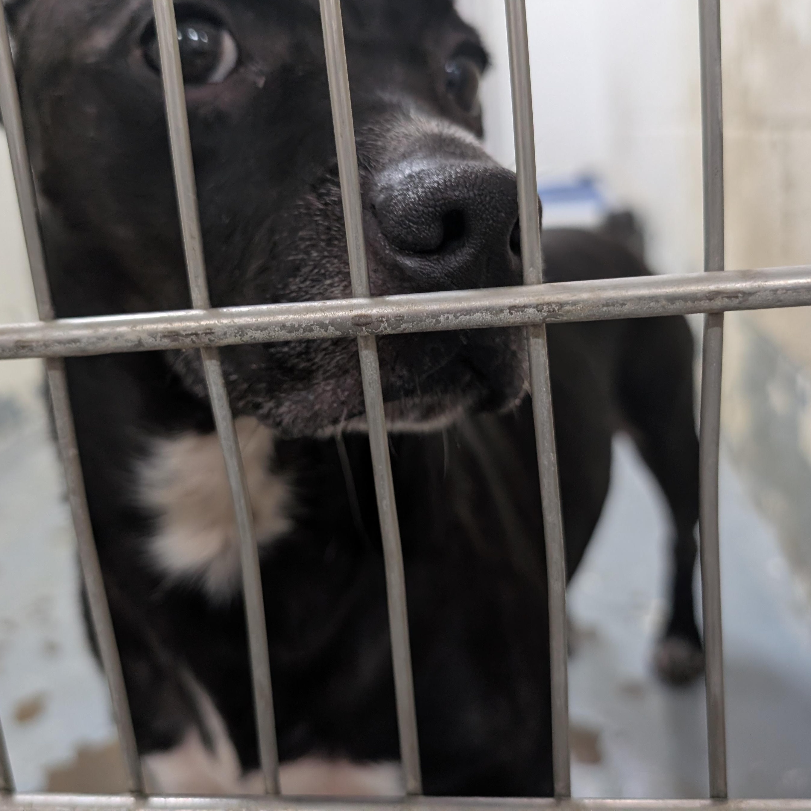 Enlarge 191798 LOOKING FOR OWNER, a ADOPTABLE mixed breed in Ravenna, OH image 3/3