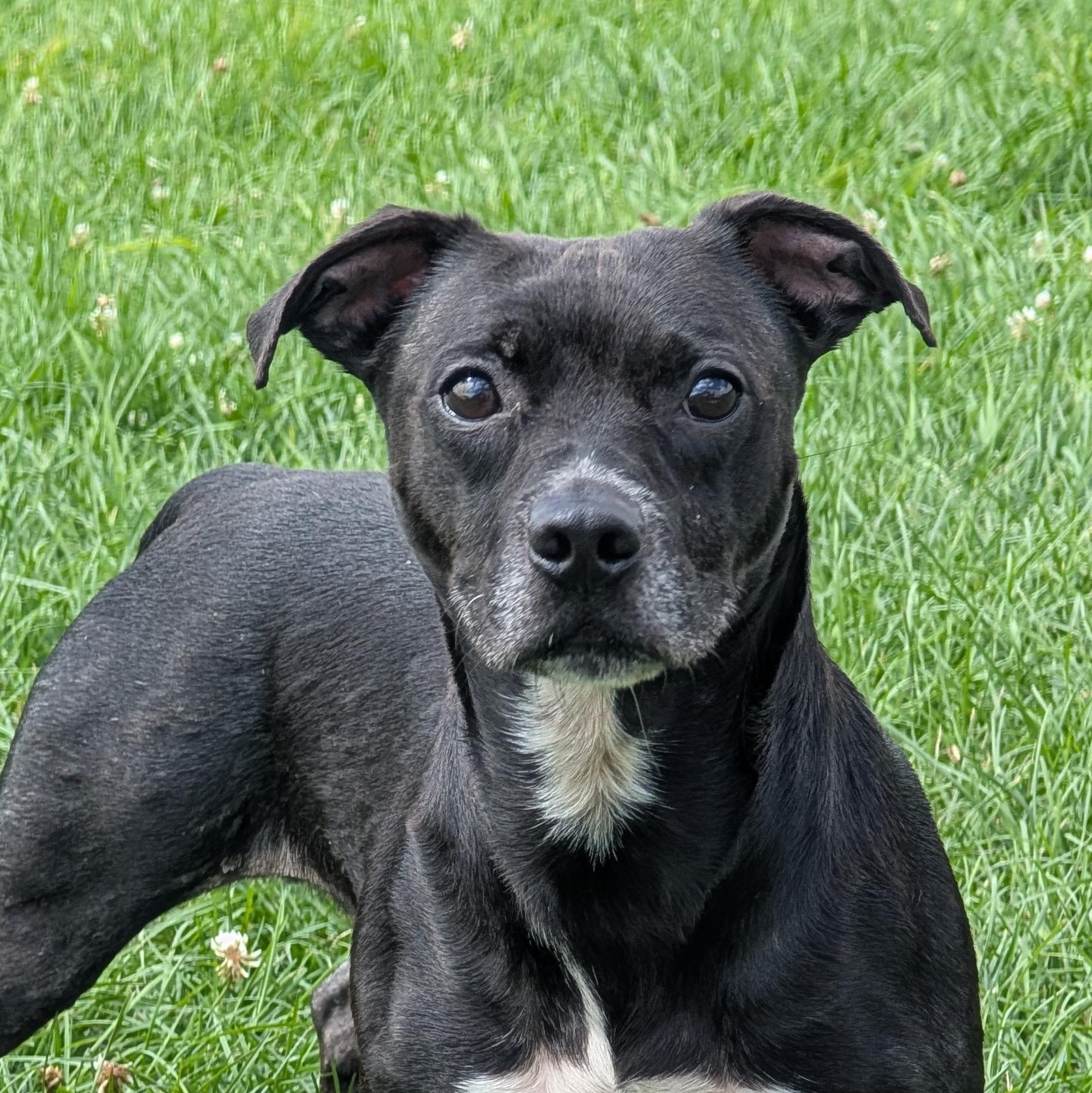 191798 Doogie, a ADOPTABLE mixed breed in Ravenna, OH image 2/5