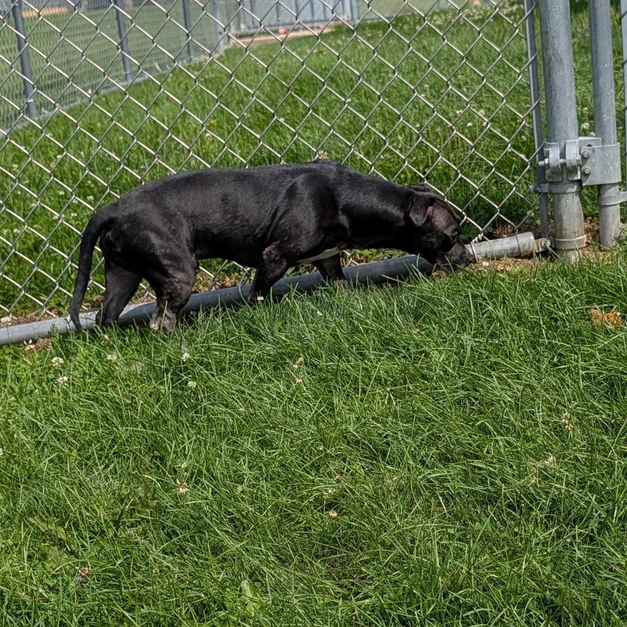 191798 Doogie, a ADOPTABLE mixed breed in Ravenna, OH image 4/5